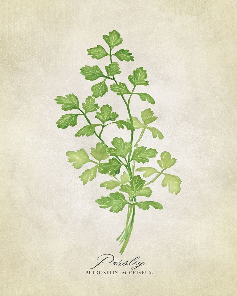 Parsley vintage art print by Rosana Laiz Blursbyai for $57.95 CAD