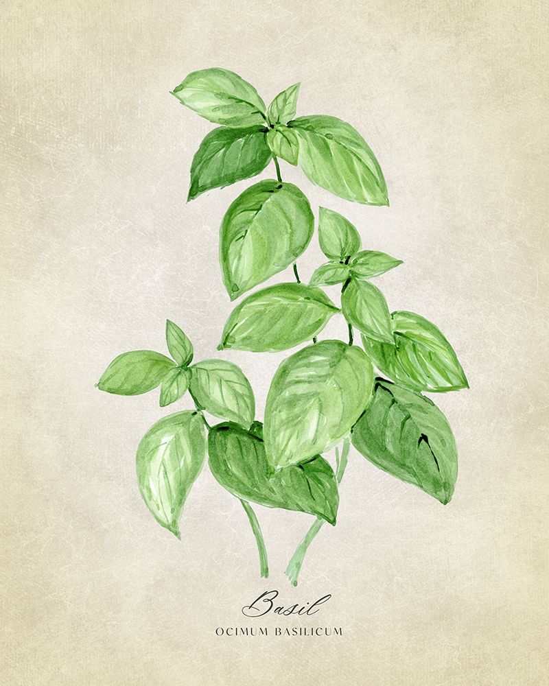 Basil vintage art print by Rosana Laiz Blursbyai for $57.95 CAD
