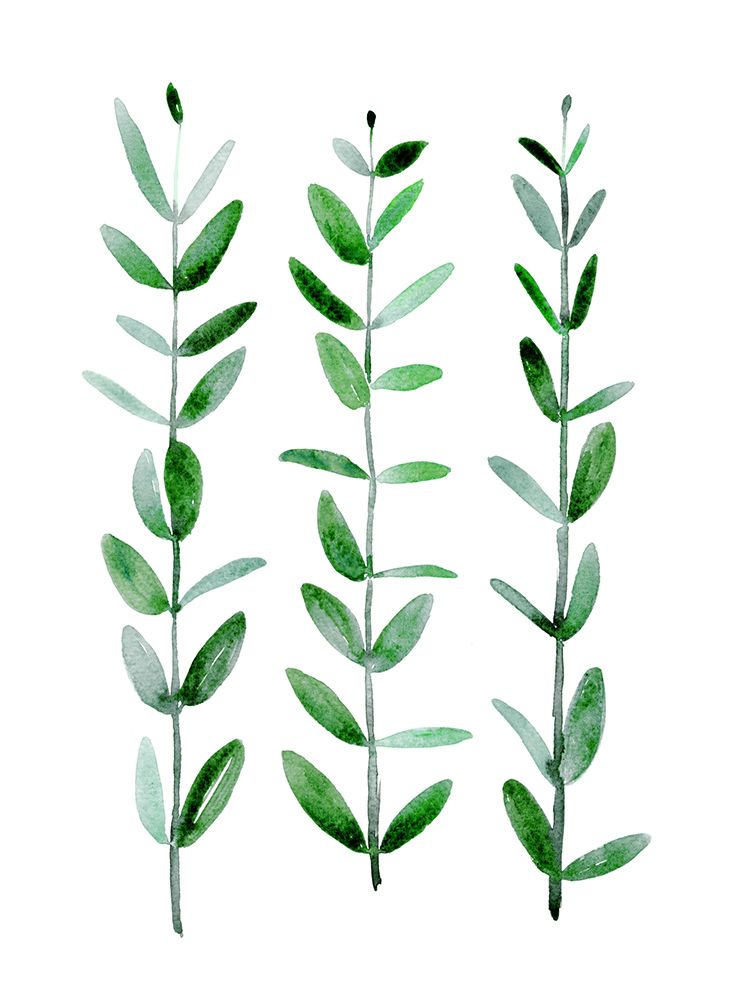 Watercolor eucalyptus parvifolia art print by Rosana Laiz Blursbyai for $57.95 CAD