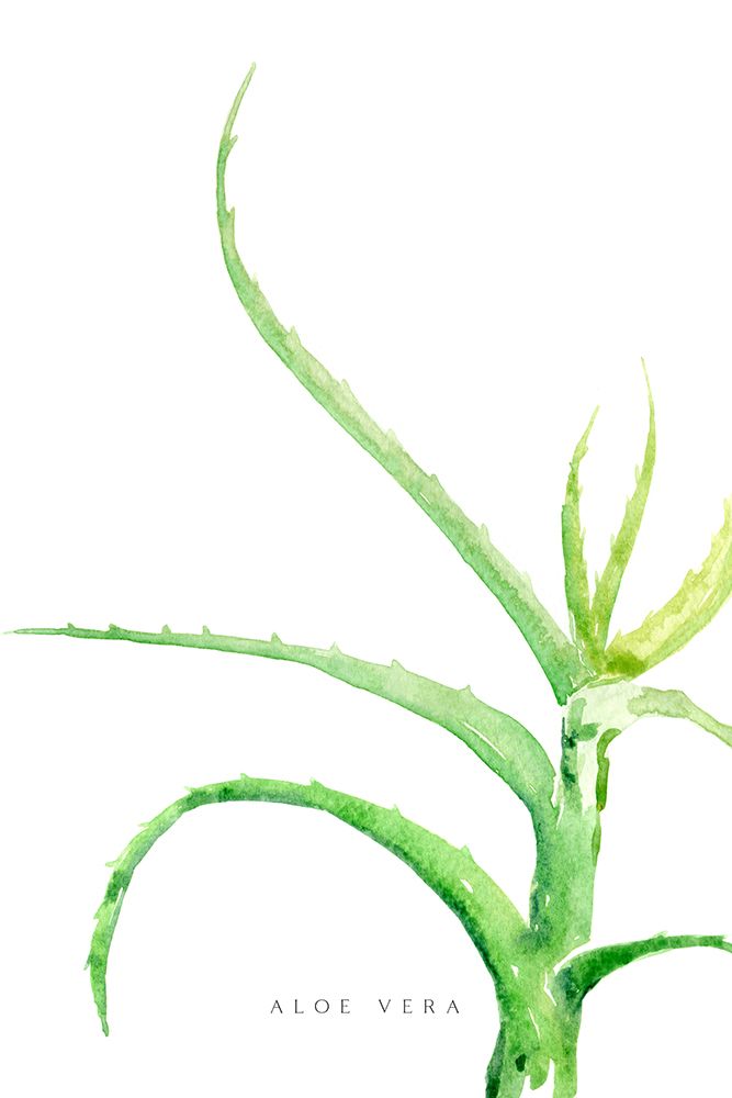 Watercolor aloe vera art print by Rosana Laiz Blursbyai for $57.95 CAD