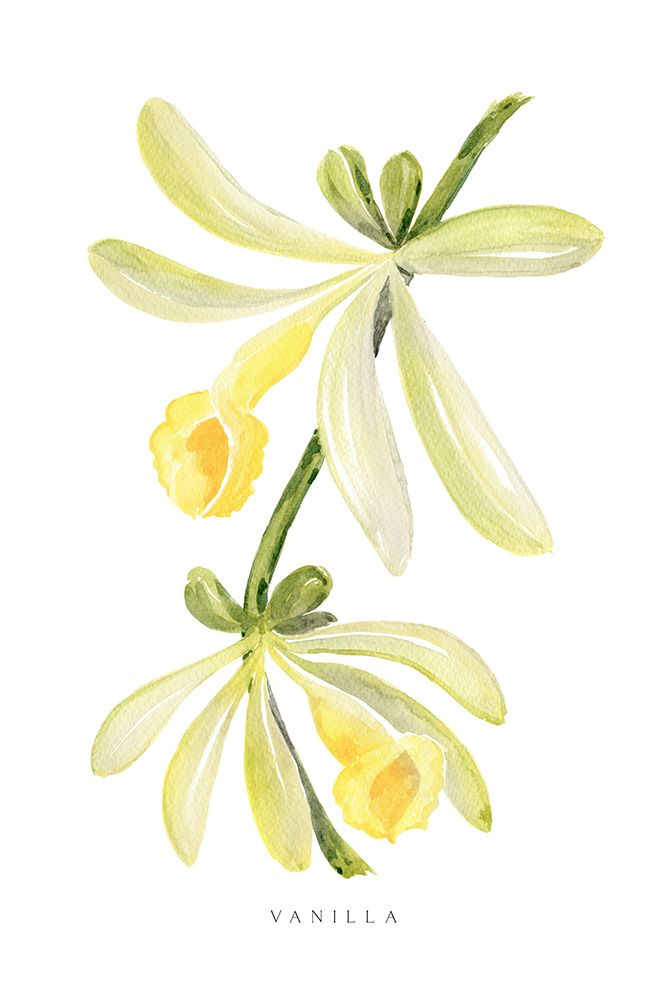 Watercolor vanilla orchid art print by Rosana Laiz Blursbyai for $57.95 CAD