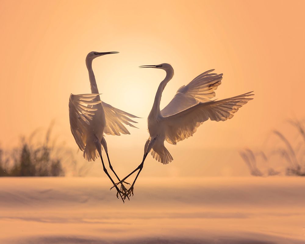 Egrets In Sunset art print by Bassant Meligy for $57.95 CAD