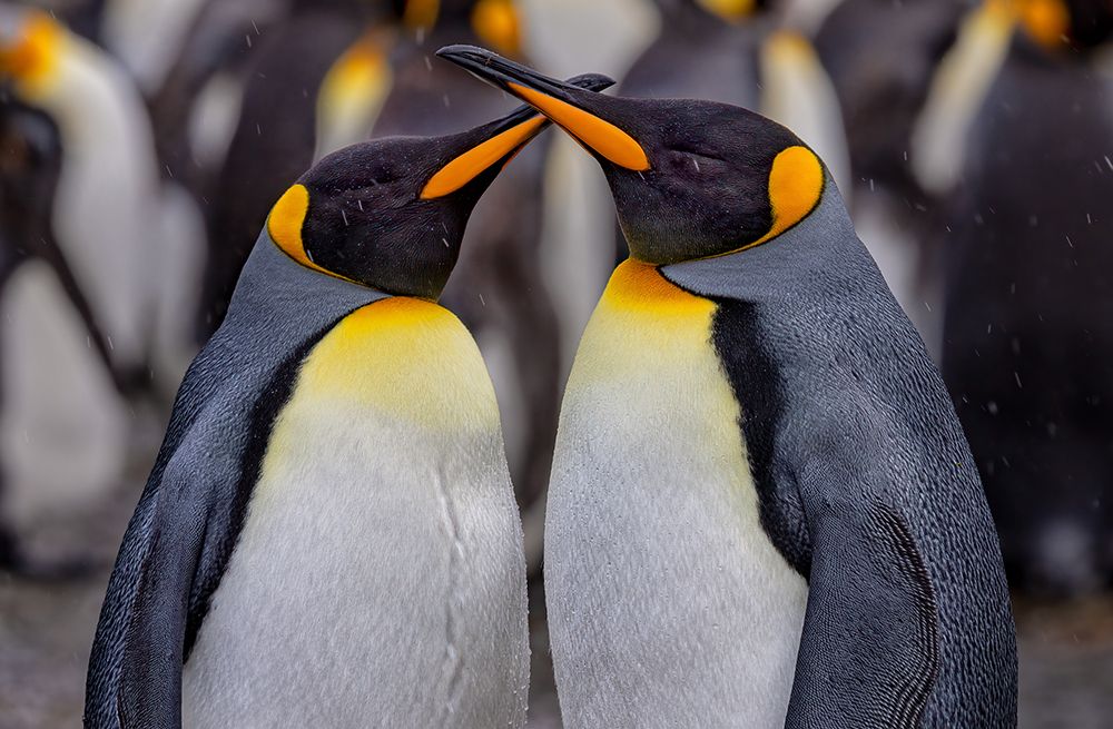 King Penguins In Snowy Day art print by Ning Lin for $57.95 CAD