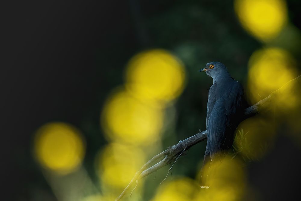 Common Cuckoo art print by Ptu6ki  for $57.95 CAD
