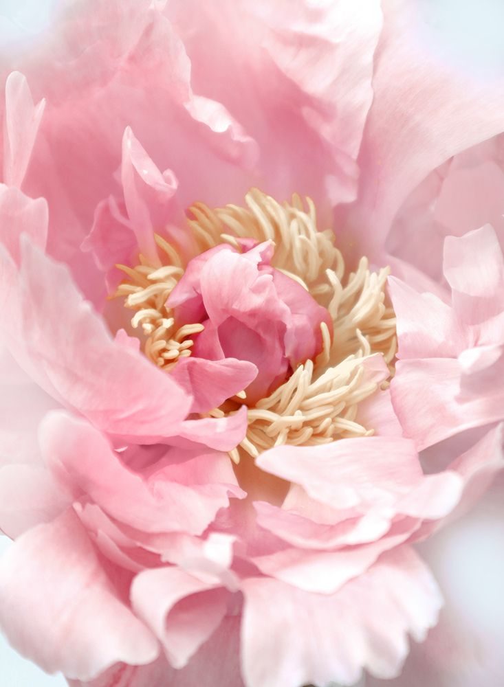 Blush Peony I art print by Rosana Laiz Blursbyai for $57.95 CAD