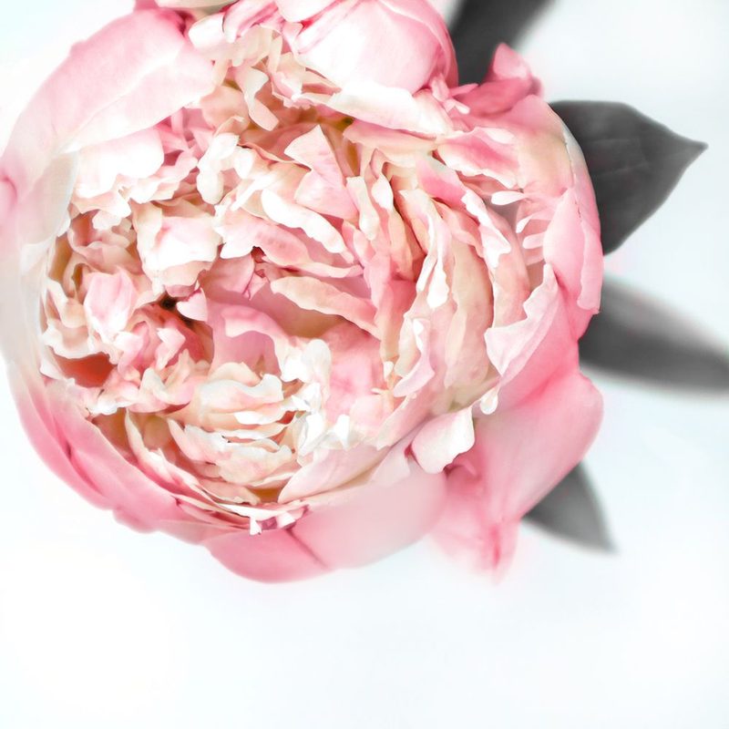 Blush Peony Iii art print by Rosana Laiz Blursbyai for $57.95 CAD