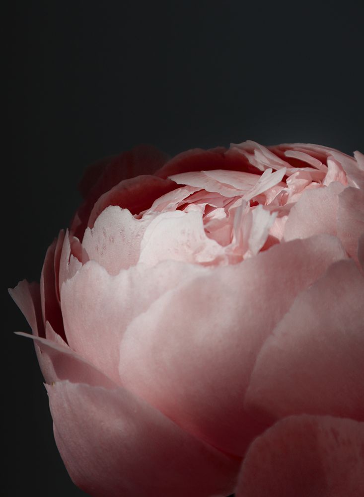 Moody Blush Peony Ii art print by Rosana Laiz Blursbyai for $57.95 CAD