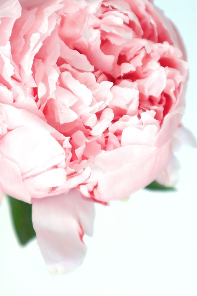 Blush Peony Vii art print by Rosana Laiz Blursbyai for $57.95 CAD