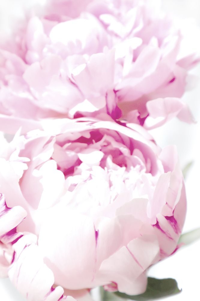 Subdued Peony X art print by Rosana Laiz Blursbyai for $57.95 CAD