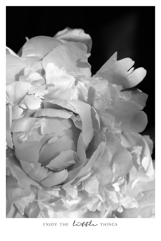 Enjoy The Little Things Peony Bw art print by Rosana Laiz Blursbyai for $57.95 CAD