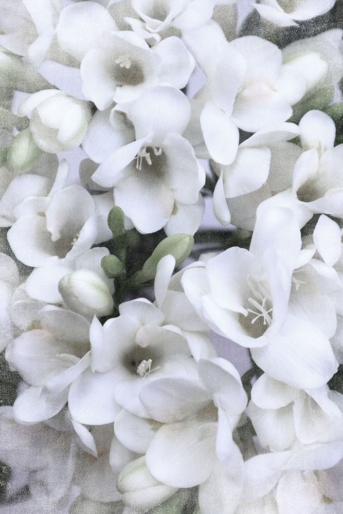 Distressed Freesias V art print by Rosana Laiz Blursbyai for $57.95 CAD