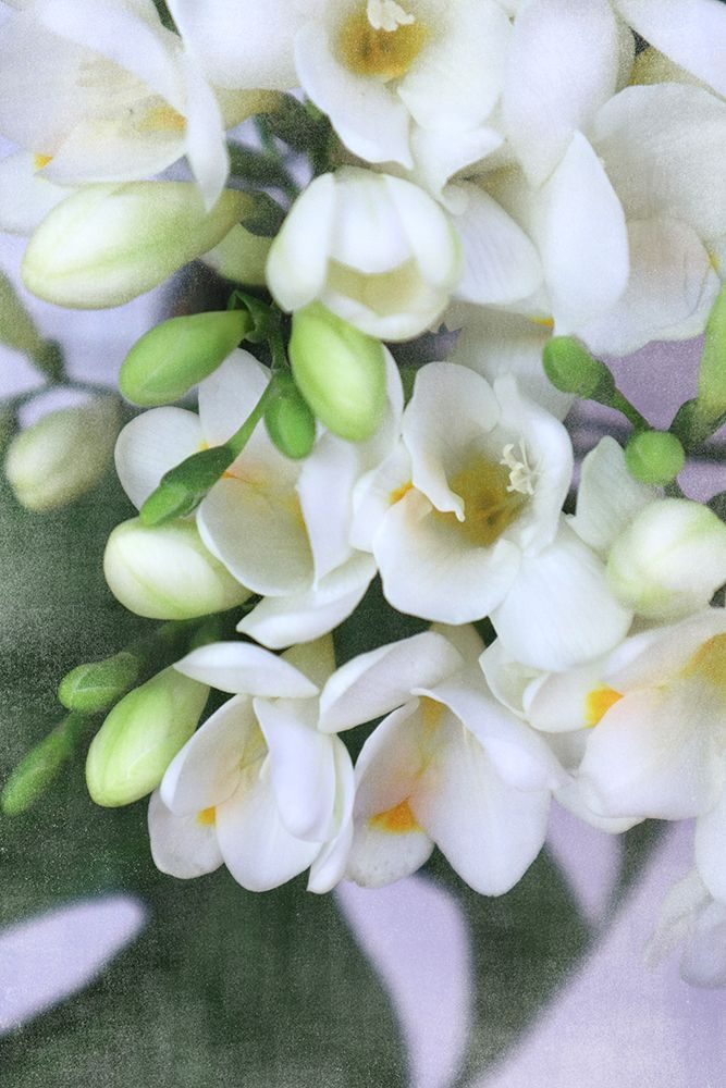 Distressed Freesias I art print by Rosana Laiz Blursbyai for $57.95 CAD