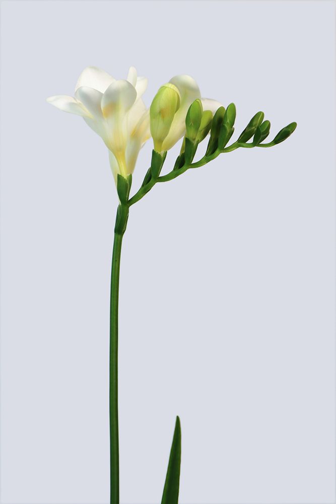 White Freesia art print by Rosana Laiz Blursbyai for $57.95 CAD