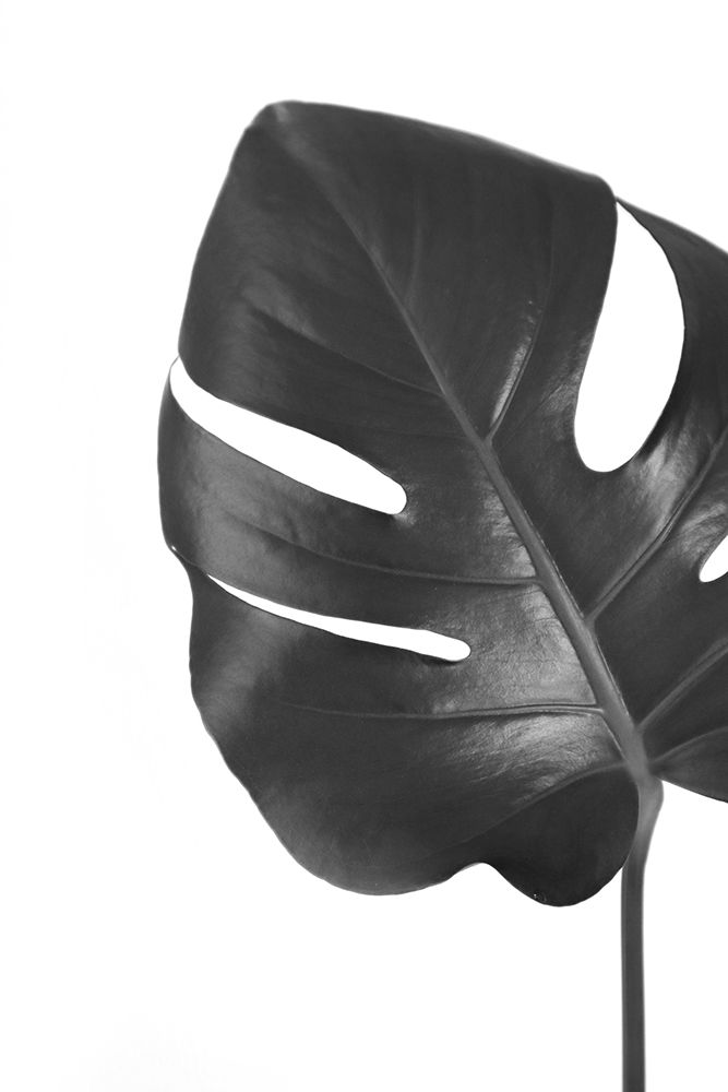 Gray Monstera Leaf art print by Rosana Laiz Blursbyai for $57.95 CAD