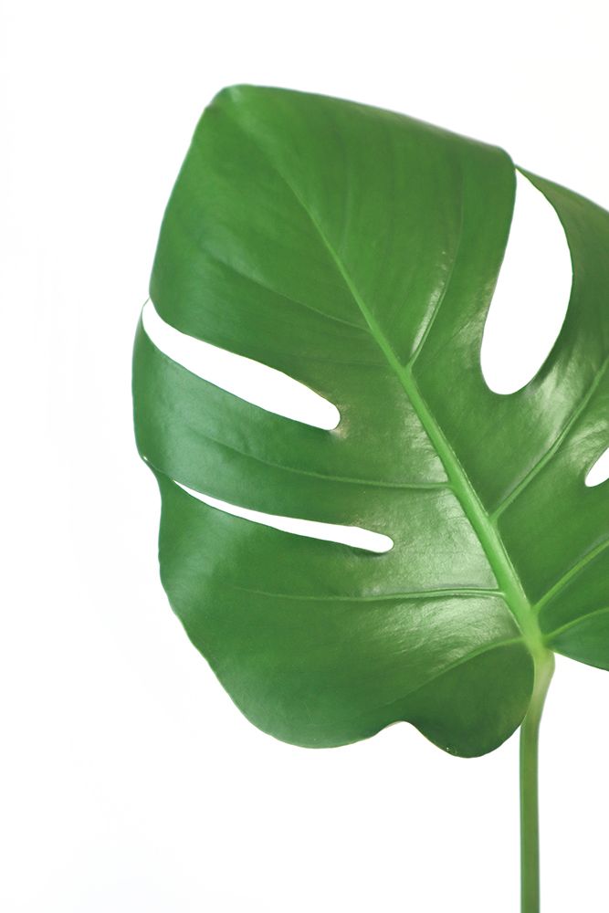 Bright Green Monstera Leaf art print by Rosana Laiz Blursbyai for $57.95 CAD