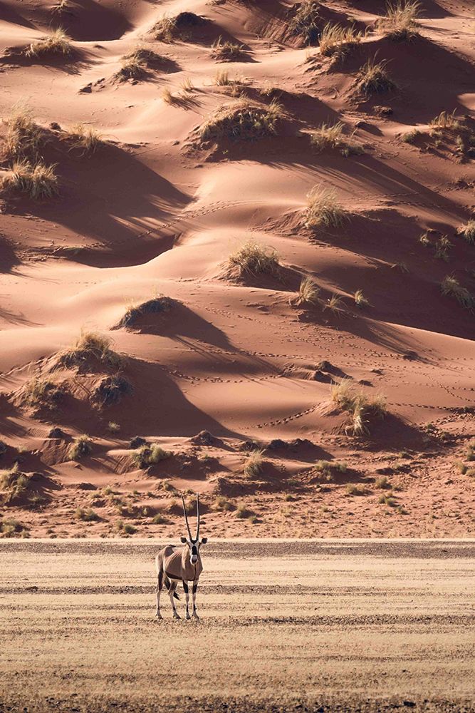 A Sunset Walk In The Desert art print by Valentina Landucci for $57.95 CAD