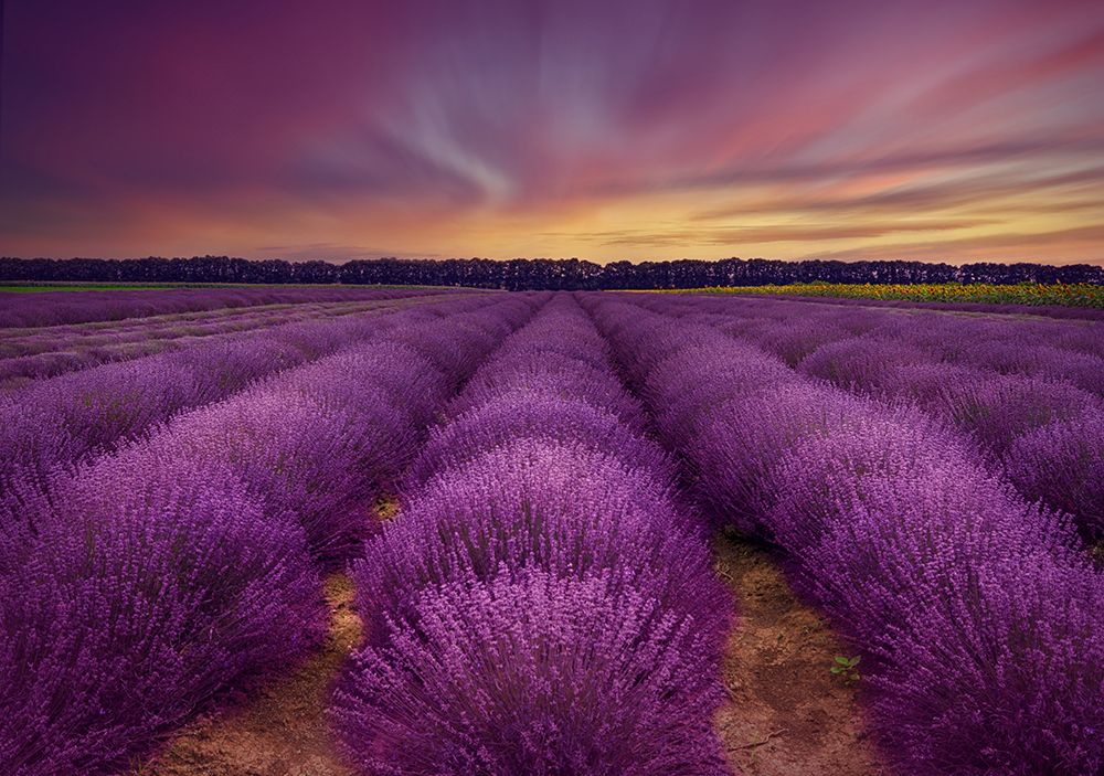 ...Lavender Field art print by Nikki V. Georgieva for $57.95 CAD