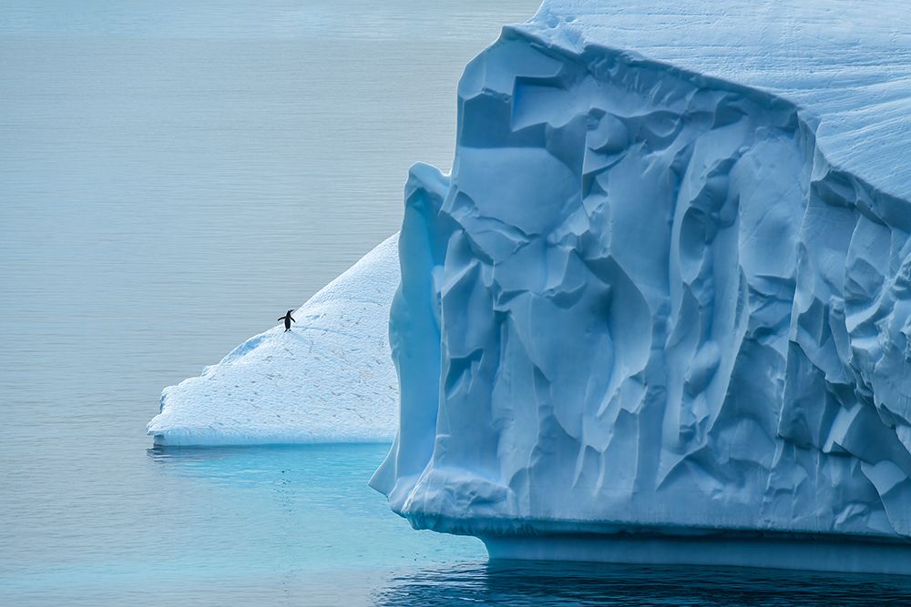 Lost In Antarctica art print by Mei Xu for $57.95 CAD