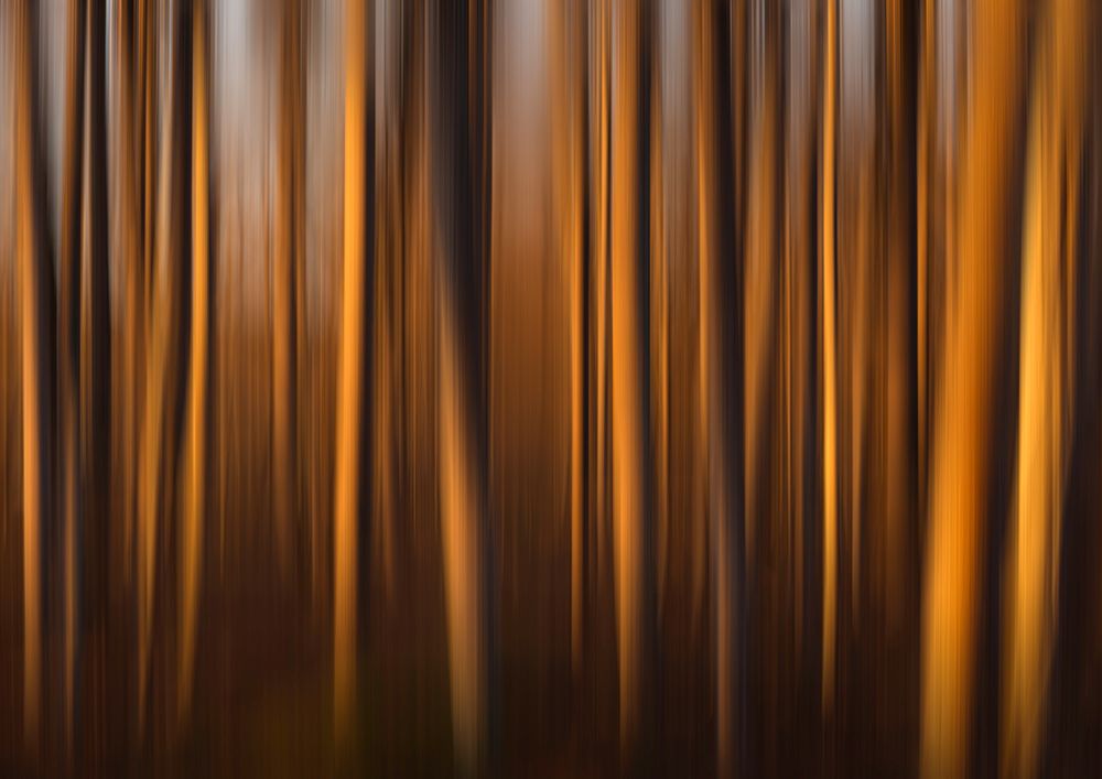 Trees Kissed By Light art print by Christian Lindsten for $57.95 CAD