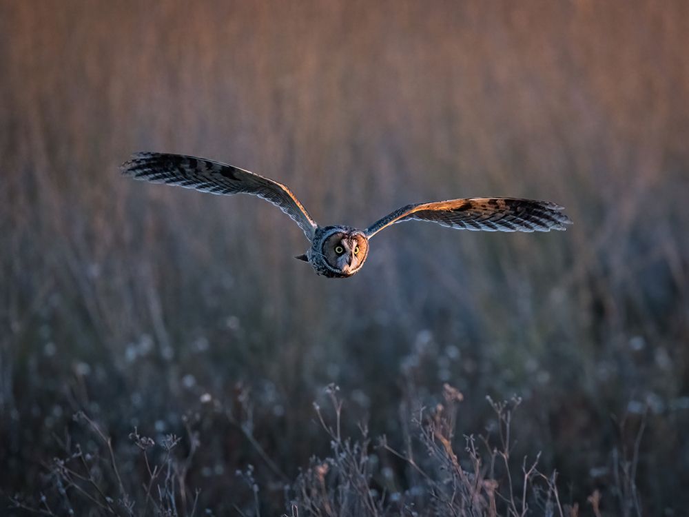 Long-Eared Owl art print by Taksing for $57.95 CAD