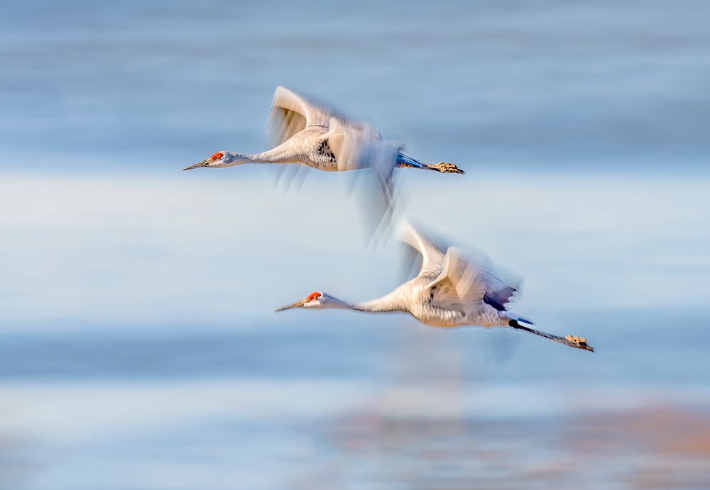 Duo Cranes Flying art print by Gary Hu for $57.95 CAD