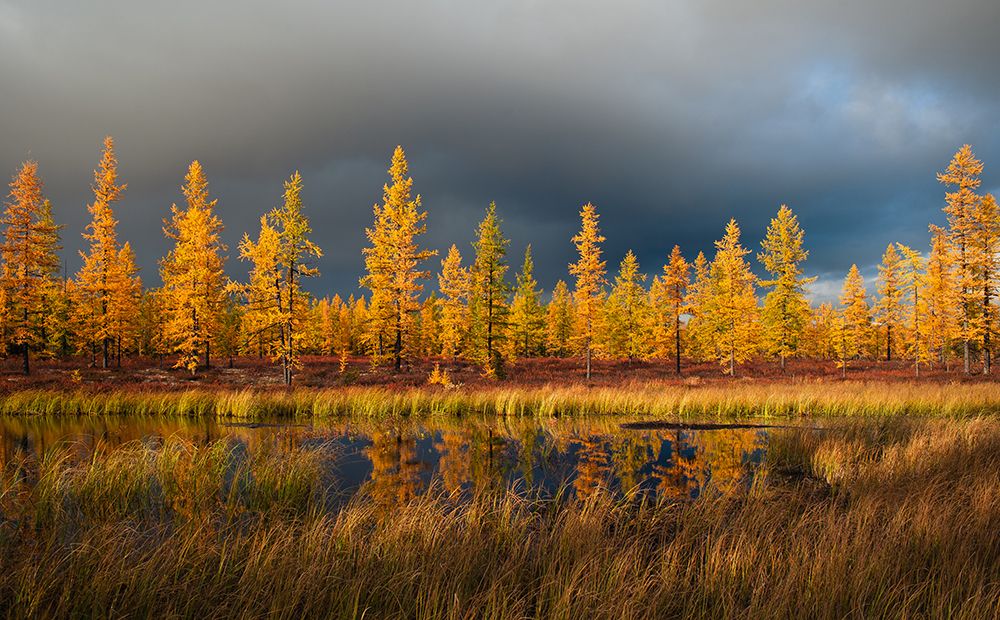 Siberian Fall art print by Andrey Snegirev for $57.95 CAD