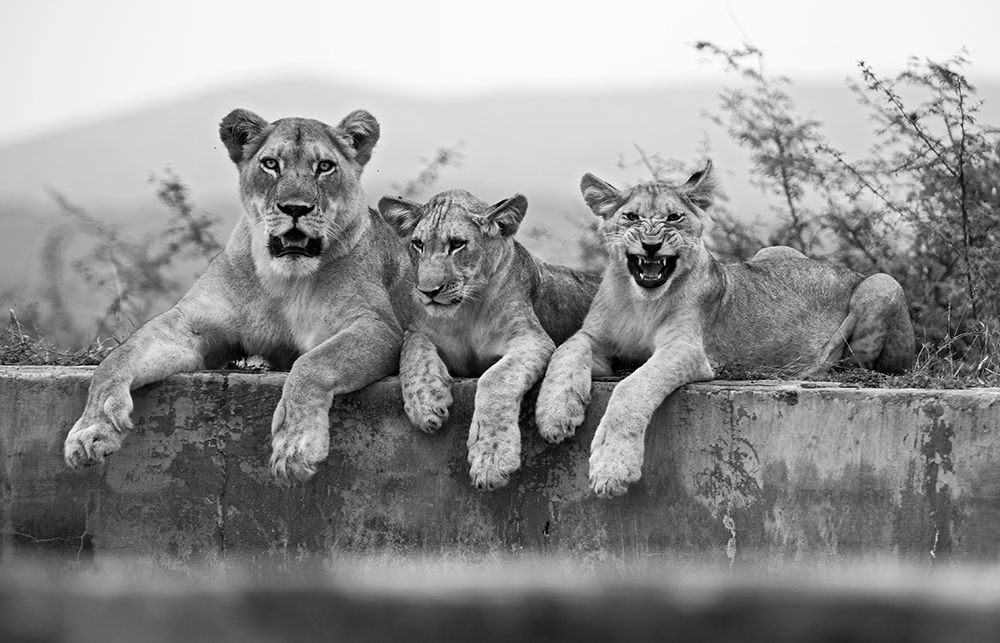 Lions art print by Marco Pozzi for $57.95 CAD