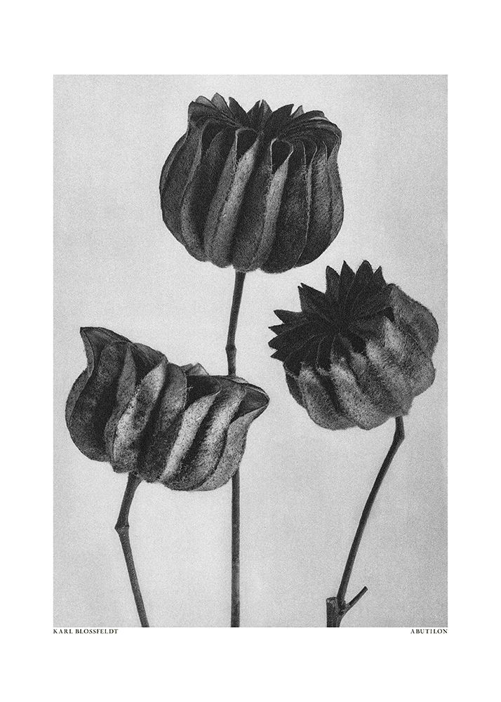 Abutilon (Lime Mallow art print by Pictufy for $57.95 CAD