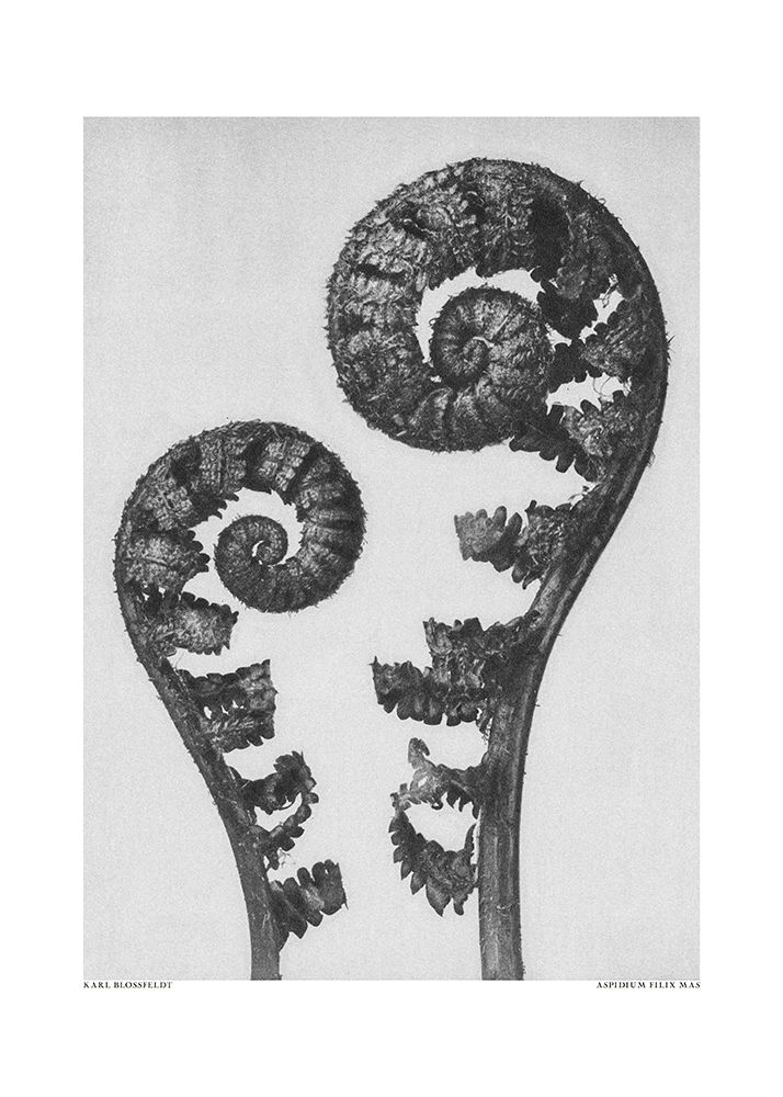Aspidium Filix Mas art print by Pictufy for $57.95 CAD