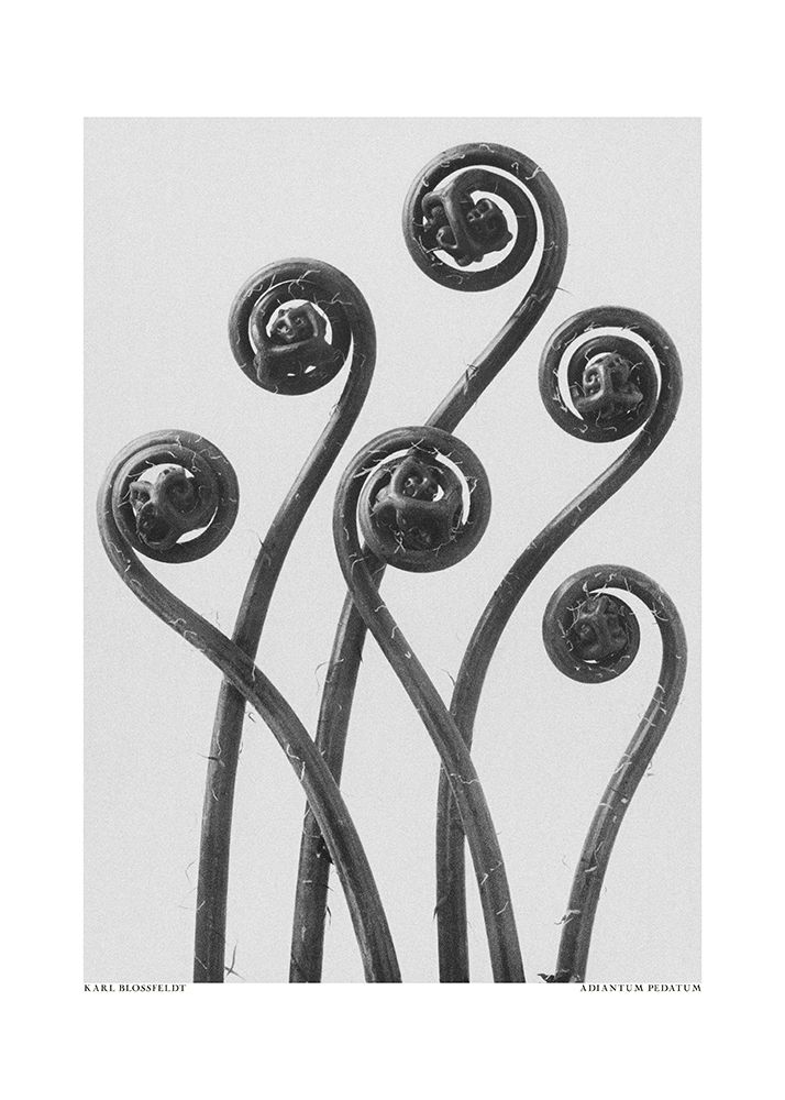 Adiantum Pedatum art print by Pictufy for $57.95 CAD