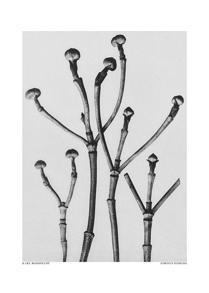 Cornus Florida art print by Pictufy for $57.95 CAD
