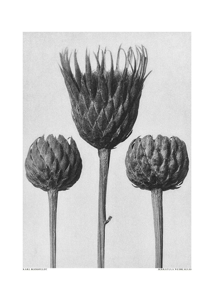 Serratula Nudicaulis art print by Pictufy for $57.95 CAD