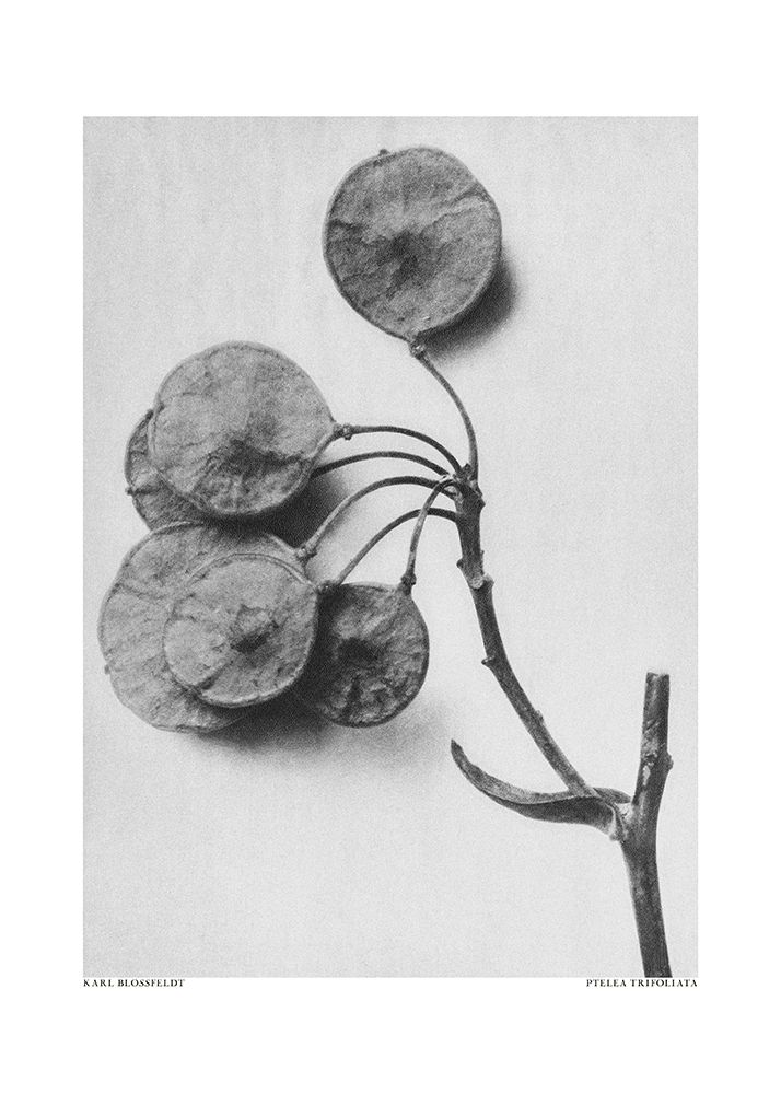 Ptelea Trifoliata art print by Pictufy for $57.95 CAD