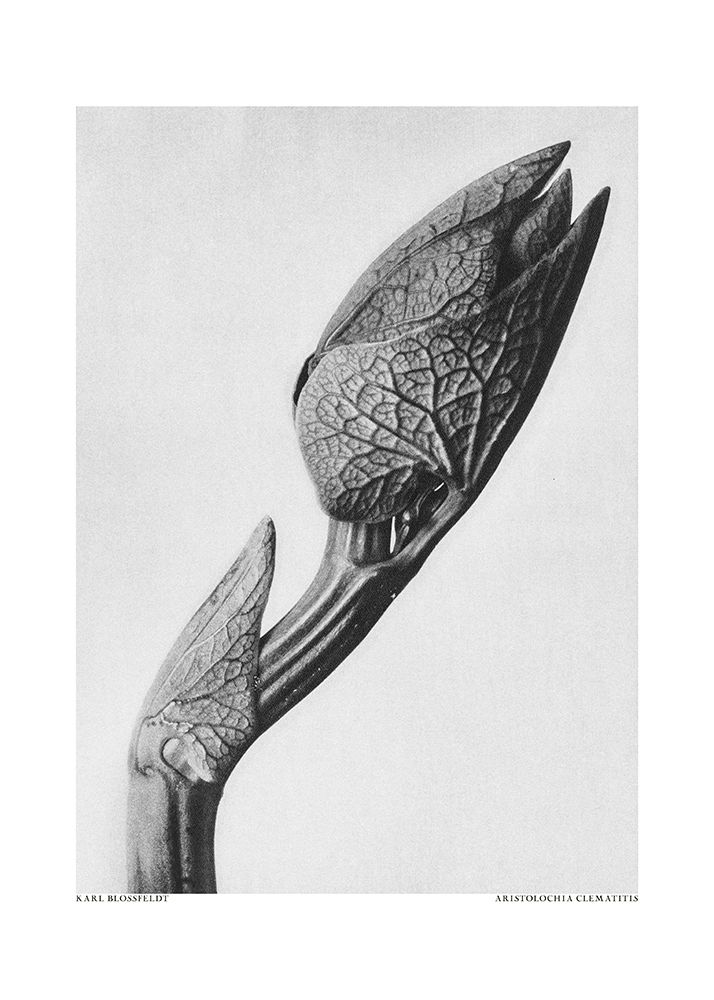 Aristolochia Clematitis art print by Pictufy for $57.95 CAD