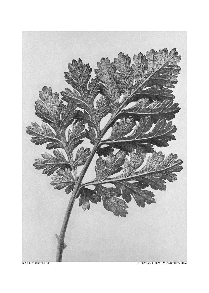 Chrysanthemum Parthenium art print by Pictufy for $57.95 CAD