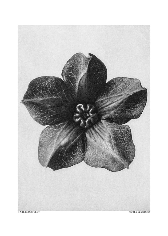 Cobaea Scandens art print by Pictufy for $57.95 CAD
