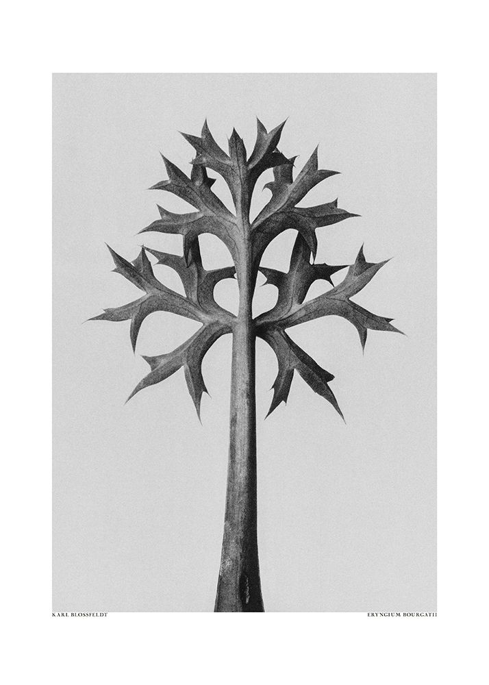 Eryngium Bourgatii art print by Pictufy for $57.95 CAD