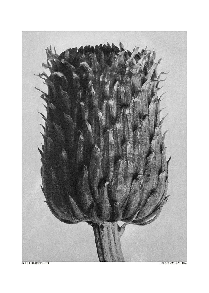 Cirsium Canum (Thistle) art print by Pictufy for $57.95 CAD