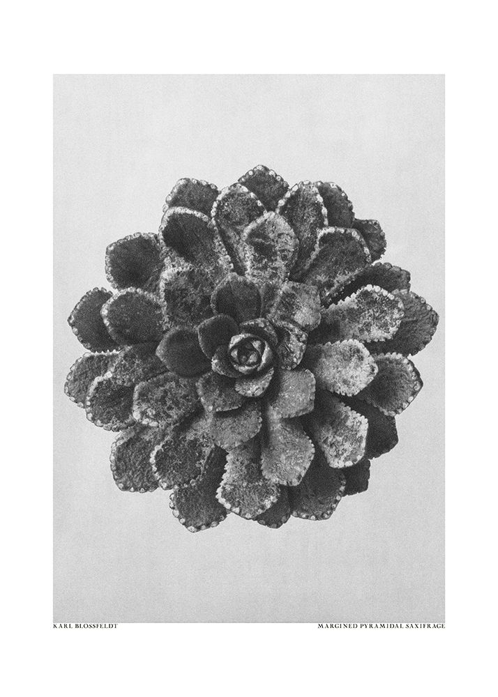 Margined Pyramidal Saxifrage art print by Pictufy for $57.95 CAD