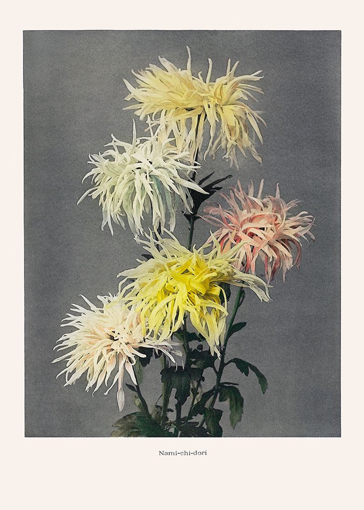 Namia├éΓé¼├éΓÇ£chia├éΓé¼├éΓÇ£dori art print by Pictufy for $57.95 CAD