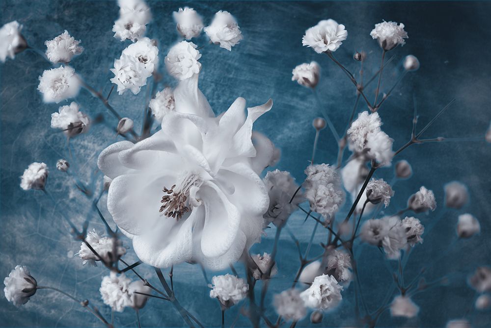 Columbine art print by Mike Kreiten for $57.95 CAD