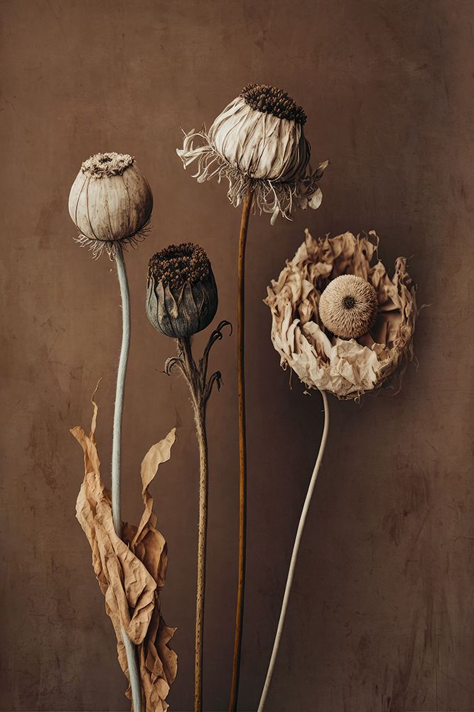 Three Dry Flowers art print by Treechild for $57.95 CAD
