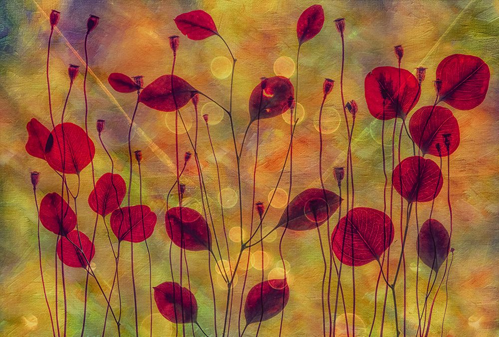 Multi Colour art print by van der Hilda for $57.95 CAD