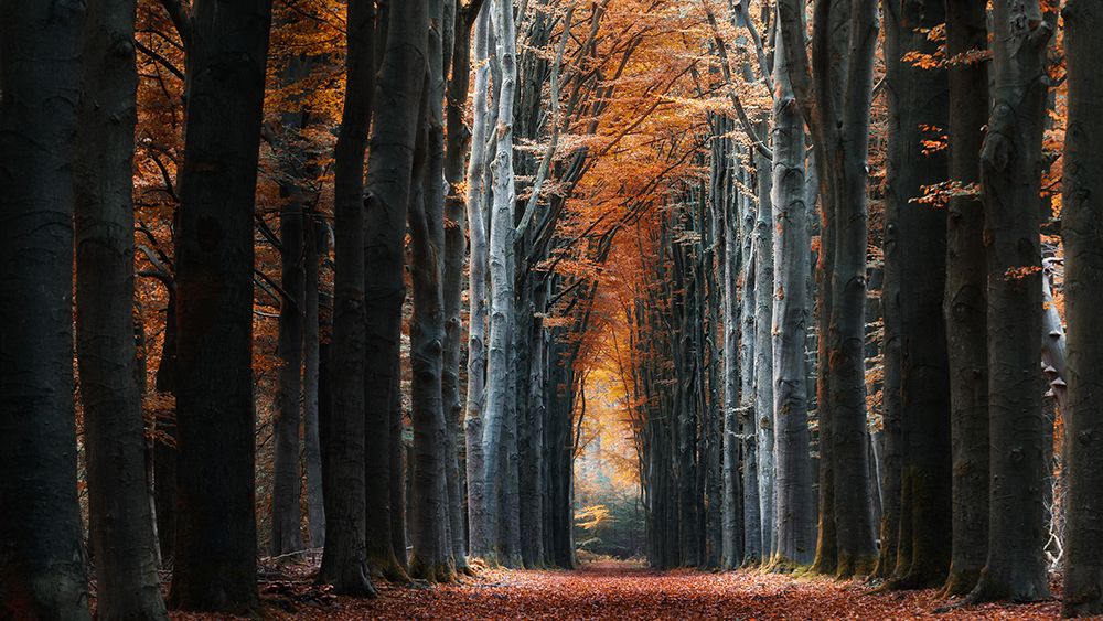 Autumn Avenue art print by Klaus Heuermann for $57.95 CAD