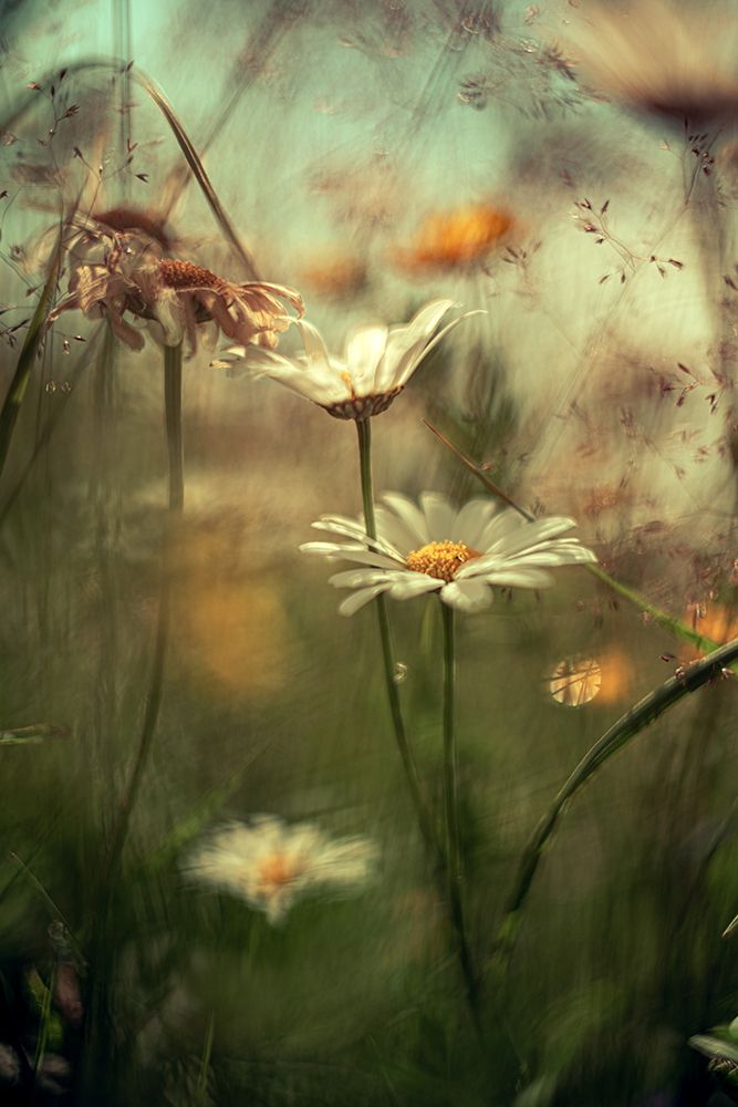 Flowers On The Seiseralm art print by Falko Matte for $57.95 CAD