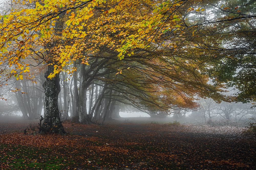 Forest With Fog art print by Sergio Barboni for $57.95 CAD
