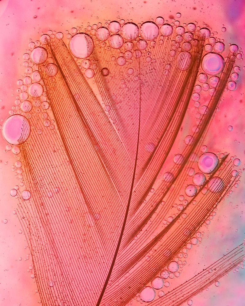 Feather, Oil And Water art print by Ivan Lesica for $57.95 CAD
