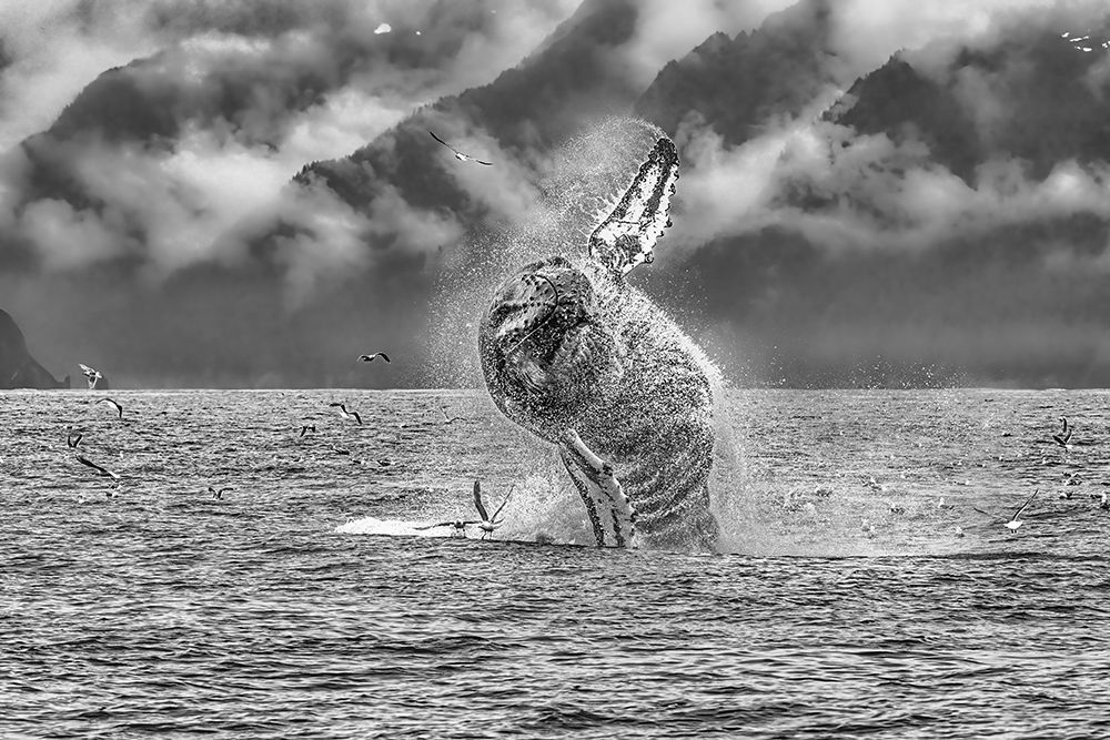 Moby Lives art print by Jeffrey C. Sink for $57.95 CAD