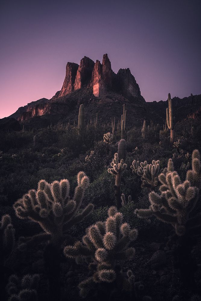 Wild Southwest art print by Willa Wei for $57.95 CAD
