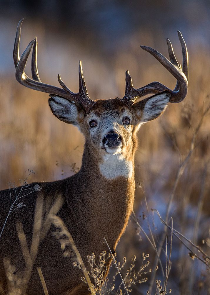 White-Tailed Deer art print by Verdon for $57.95 CAD